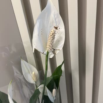 Siparişimdeki Bitkiler Hasarlı Ve Yanlış Gönderildi, Müşteri Memnuniyeti Sağlanmadı