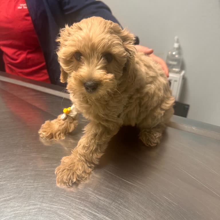 Jetpets Pet Shop Sağlıksız Yavru Satışı Ve İlgisiz Hizmet Nedeniyle Mağduriyet