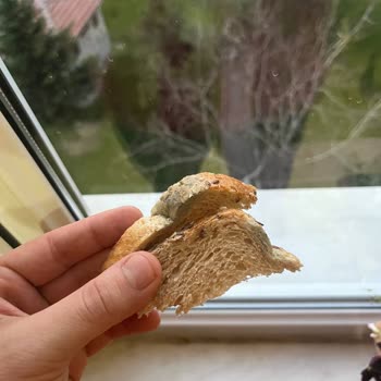 Aldığım Ekmek 1 Günde Küflendi Mağduriyetim Giderilsin