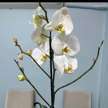 Sipariş Edilen Orkidenin Fotoğrafı Gösterilmeden Teslim Edilmesi Ve Yetersiz Müşteri Hizmeti