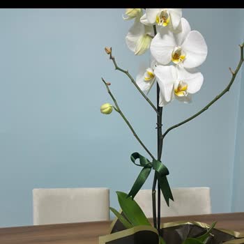 Sipariş Edilen Orkidenin Fotoğrafı Gösterilmeden Teslim Edilmesi Ve Yetersiz Müşteri Hizmeti