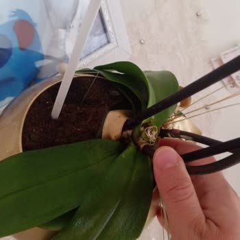 Aldatıcı Orkide Görseli Ve Kötü Müşteri Hizmetiyle Hayal Kırıklığı