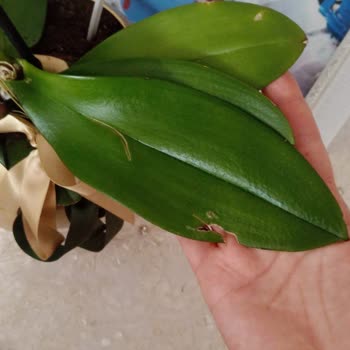 Aldatıcı Orkide Görseli Ve Kötü Müşteri Hizmetiyle Hayal Kırıklığı