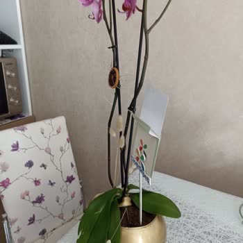 Aldatıcı Orkide Görseli Ve Kötü Müşteri Hizmetiyle Hayal Kırıklığı