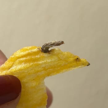 Üründe Yabancı Madde Şoku: Sağlığımız Tehlikede