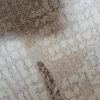 Kardelen Temizlik (Adana) Paramın İadesini Yapmıyor