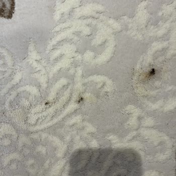 Halı Yıkama Sonrası Lekeler Ve İletişim Sorunu