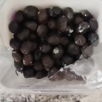 Cem Zeytin Bir Hafta İçinde Küflenmiş
