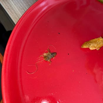 Ürün İçinden Yabancı Cisim Çıkması Ve Hijyen Sorunu