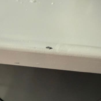 Bianca Boya Stella Boya Ve Cila Sonrası Tezgahımda Soyulmalar Oluştu