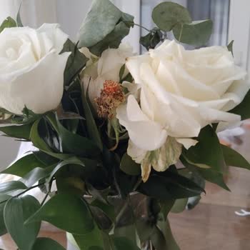 Anneler Günü Çiçeği Solmuş Ve Yaprakları Dökülmüş Geldi