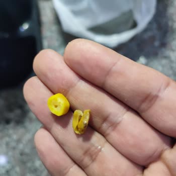 Tukaş Konserve Mısırın İçinden Sinek Çıktı Salatam Çöpe Gitti