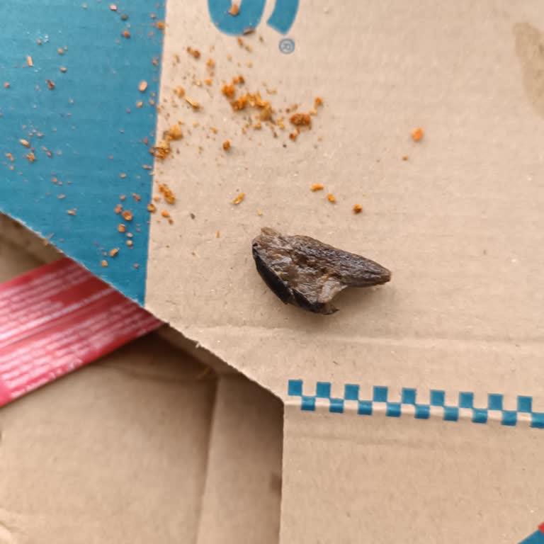 Domino's Pizza'dan Zeytin Çekirdekli Sürpriz!