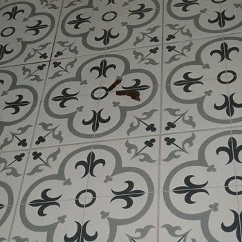 Site Koridorlarında Kedilerin Yarattığı Hijyen Sorununa Kalıcı Çözüm Bekliyoruz