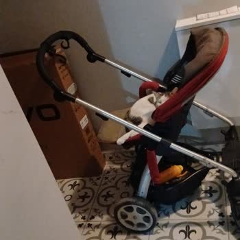 Site Koridorlarında Kedilerin Yarattığı Hijyen Sorununa Kalıcı Çözüm Bekliyoruz