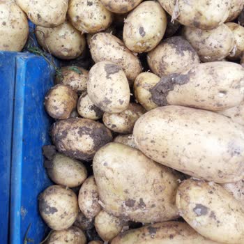Carrefour'da Çamurlu Patates Satışı Hijyen Sorununa Yol Açıyor