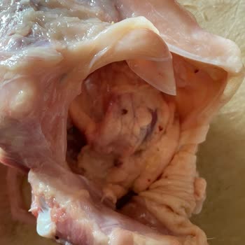 Lezita Tavukta Tüy Ve Temizlenmemiş Taşlık Sorunu Yaşadım