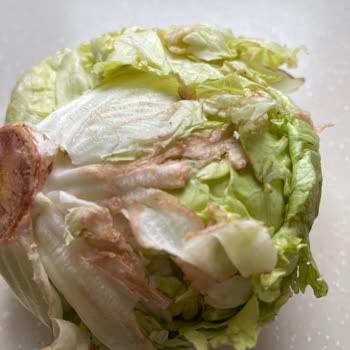 Ayıplı Ve Çürük Salata Gönderimi: Müşteri Memnuniyetsizliği