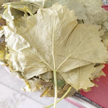 Sipariş Edilen Yaprakların Beklentiyi Karşılamaması