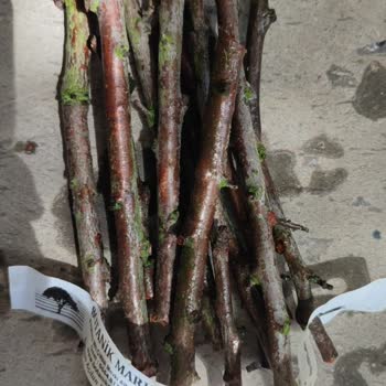 Aşı Kalemlerinde Sorun Ve Çözüm Sunulmaması