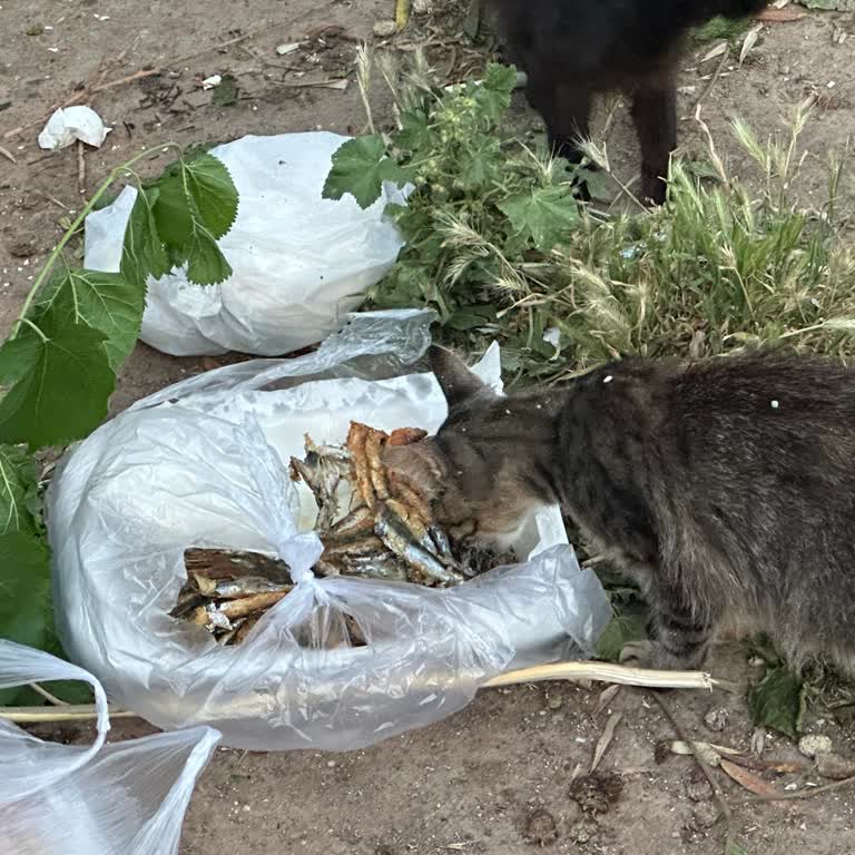 Siparişimde Bozuk Balık Gönderildi, Çözüm Sunulmadı