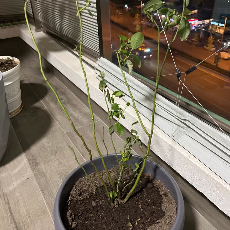 Sipariş Verilen Fidanların Yaşı Ve Boyutu Beklentiyi Karşılamadı