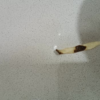 Yanlış Ve Bayat Ürün, Restoran Ve Destek İlgisizliği