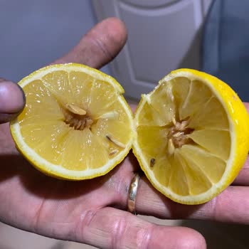 Çağdaş Market'ten Aldığım Limonlar Küflü Ve Çürük Çıktı