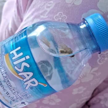 Suda Sinek Şoku Ve Firma Sessizliği