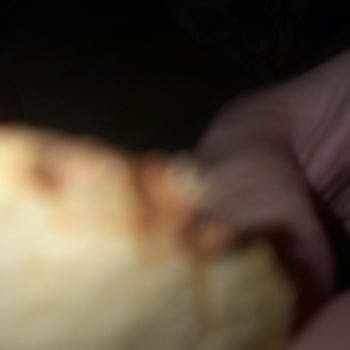 Cipsin İçinde Böcek Çıktı Hijyen Konusunda Endişeliyim