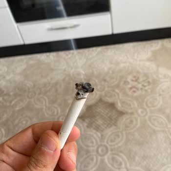 Parliament Sigara Paketlerinde Tütün Ve Kül Sorunu