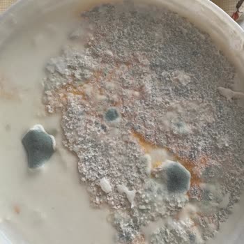 A101'den Aldığım Yoğurtlar Küflü Çıktı, Sağlığımız Tehlikede