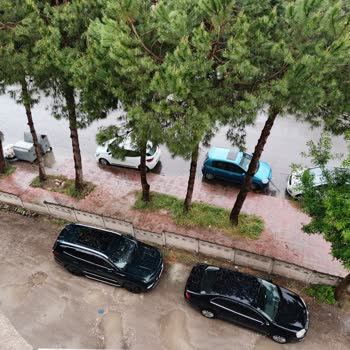 Çam Ağaçlarının Neden Olduğu Kirlilik ve Araç Zararları Hakkında Şikayet