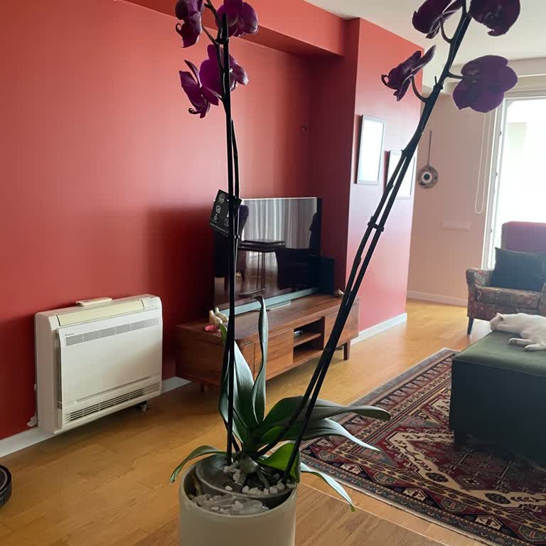 Yanlış Renk Ve Kalitesiz Orkide, İlgisiz Müşteri Hizmeti