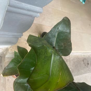 Es Plante İlgisizliği