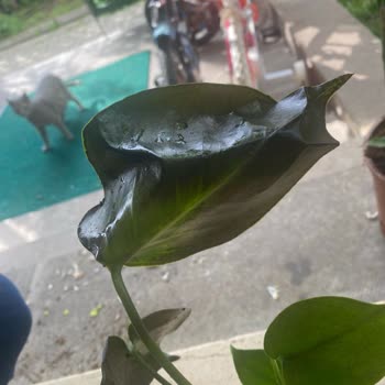 Es Plante İlgisizliği