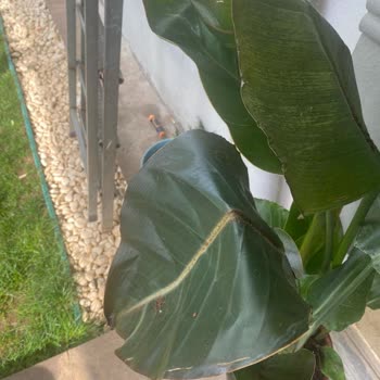 Eksik Gönderilen Çiçekler Ve Yetersiz Müşteri Hizmeti