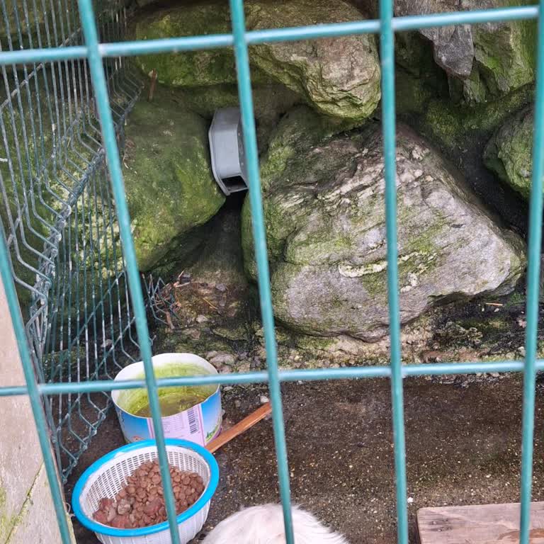 Sopeli Doğal Yaşam Merkezi'nde Köpeklerin Kötü Şartlarda Tutulması