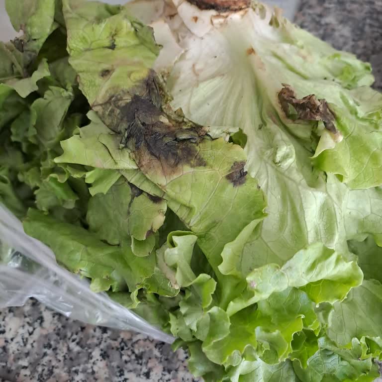 Carrefour'dan Aldığım Sebzeler Taze Değildi Ve Kalitesizdi