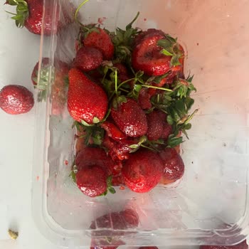 Centa AVM Çileklerin Altına Çürükleri Koymuşlar Halk Sağlığı Tehlikede