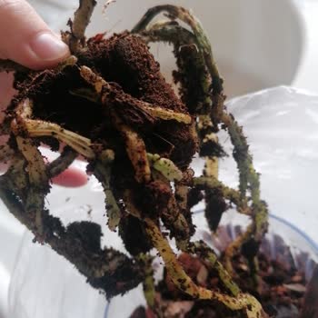 Anneler Günü İçin Aldığım Orkide Ölü Çıktı Para İadesi İstiyorum