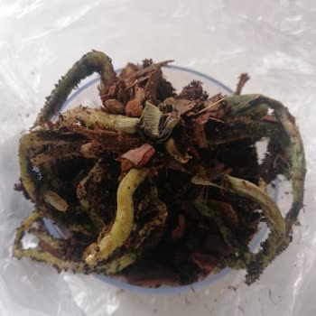 Anneler Günü İçin Aldığım Orkide Ölü Çıktı Para İadesi İstiyorum