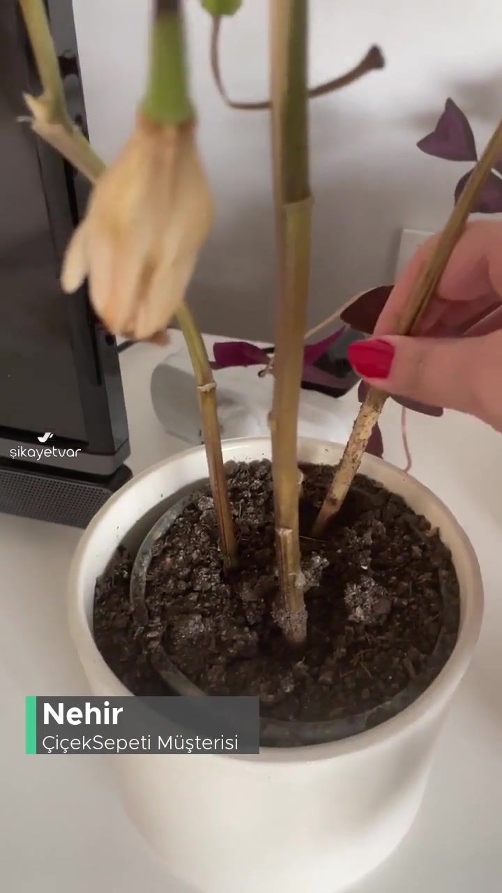 Çiçek Sepeti Lilyum Çiçeğinin Sadece Kesilip Toprağa Ekilmesi! videonun kapak resmi