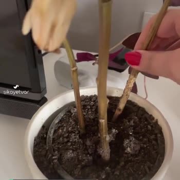 Çiçek Sepeti Lilyum Çiçeğinin Sadece Kesilip Toprağa Ekilmesi!