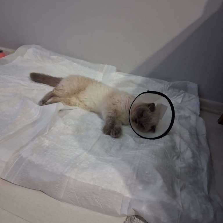 Veteriner Kliniğinde İhmal Sonucu Kedimin Kaybı