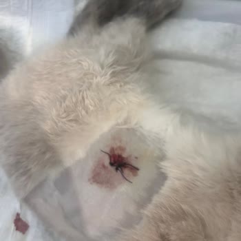 Veteriner Kliniğinde İhmal Sonucu Kedimin Kaybı