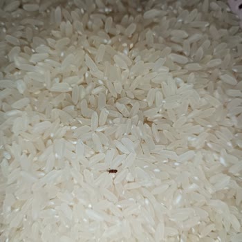 Aldığım Yayla Baldo Pirinçten Böcek Çıktı, Güvenim Sarsıldı