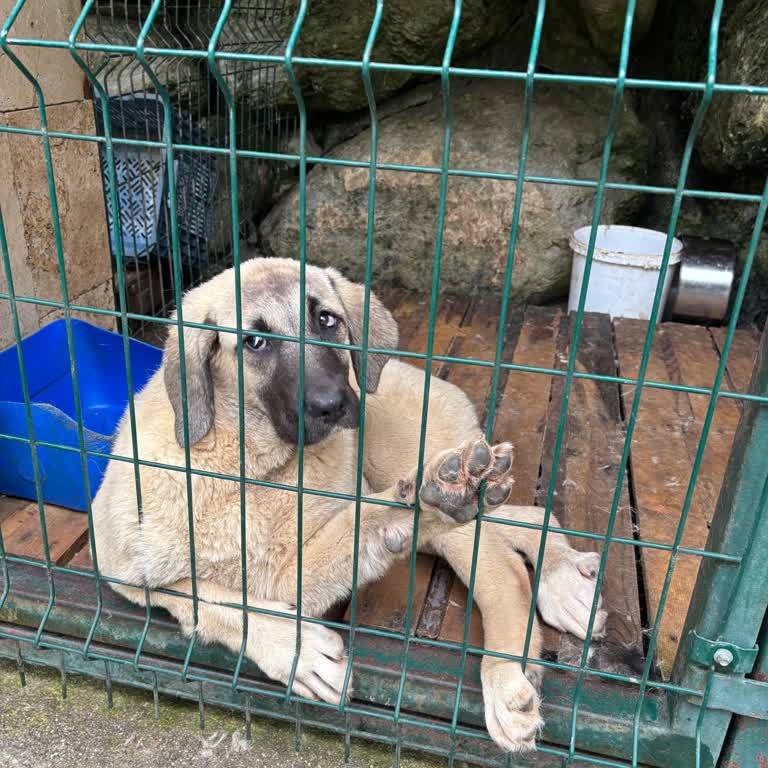 Kafesteki Hayvanların Durumu Mekan Deneyimimi Gölgeliyor