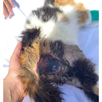 Tedavi Sürecindeki İhmal Ve İletişimsizlik Yüzünden Kedimi Kaybettim