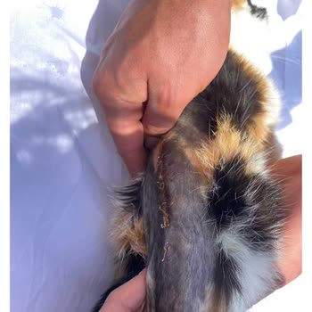 Tedavi Sürecindeki İhmal Ve İletişimsizlik Yüzünden Kedimi Kaybettim